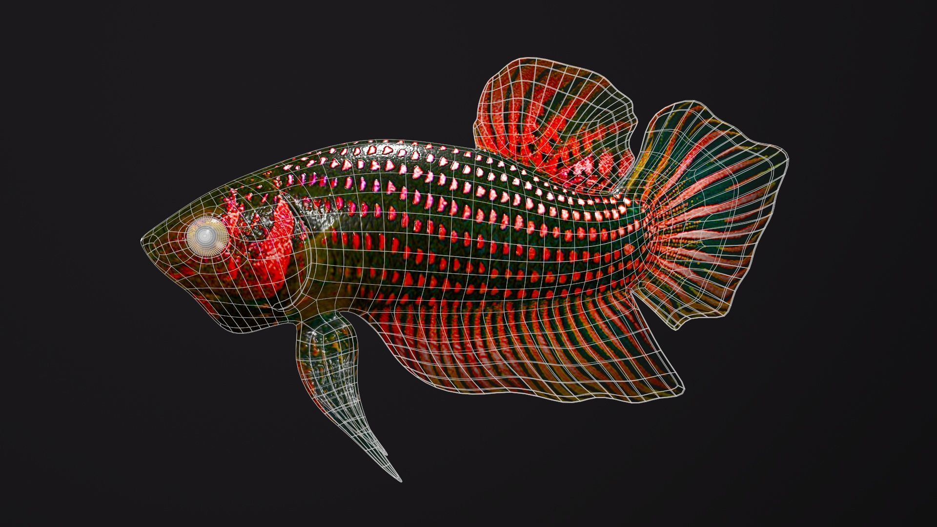 Betta Fish 3D model_6