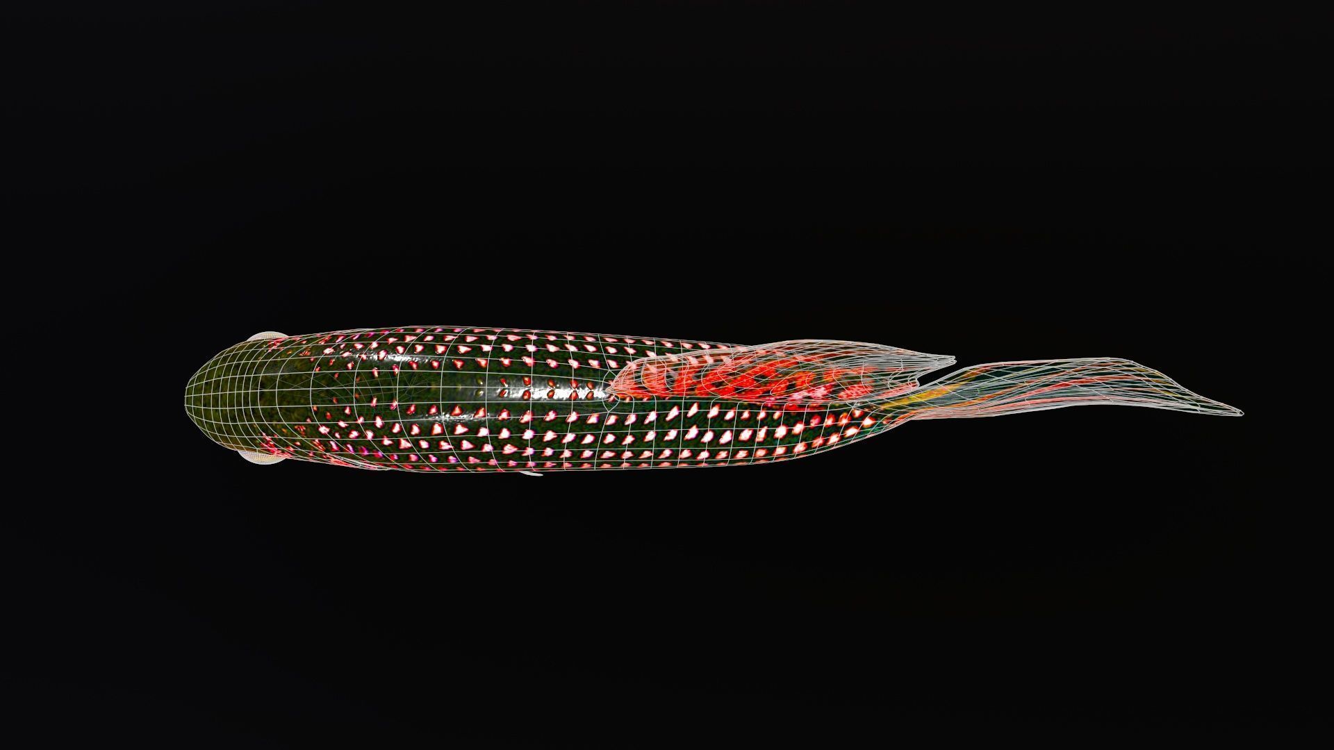 Betta Fish 3D model_7
