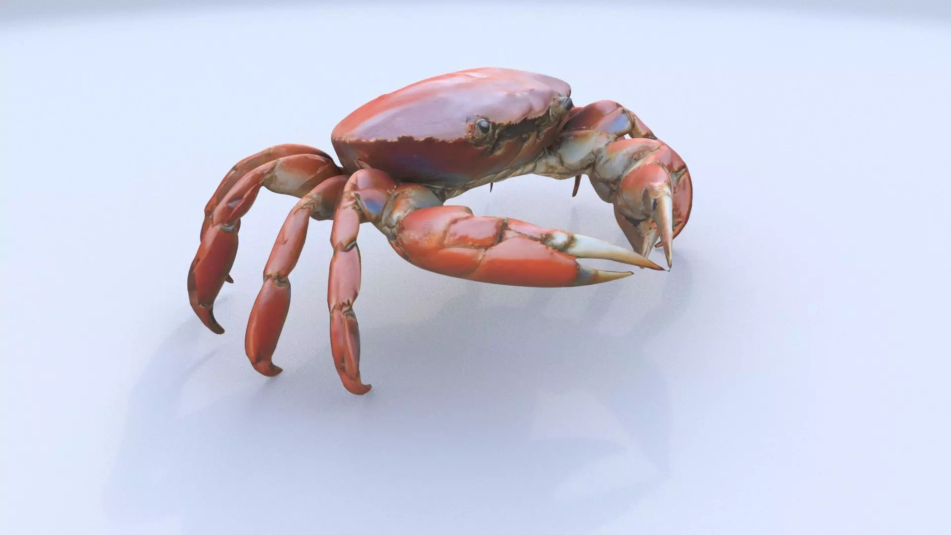 Crab 3D model_0