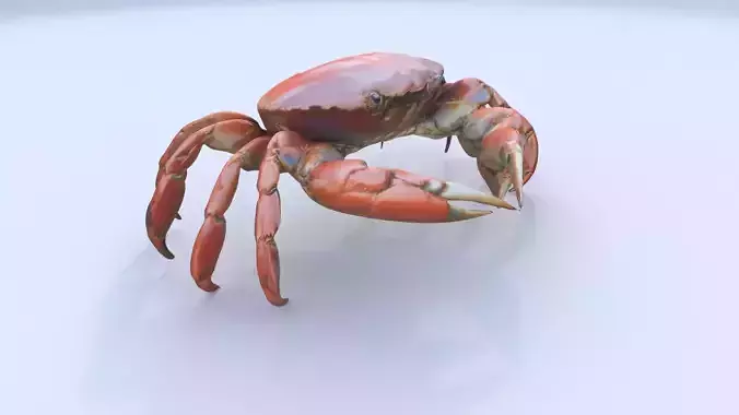 Crab