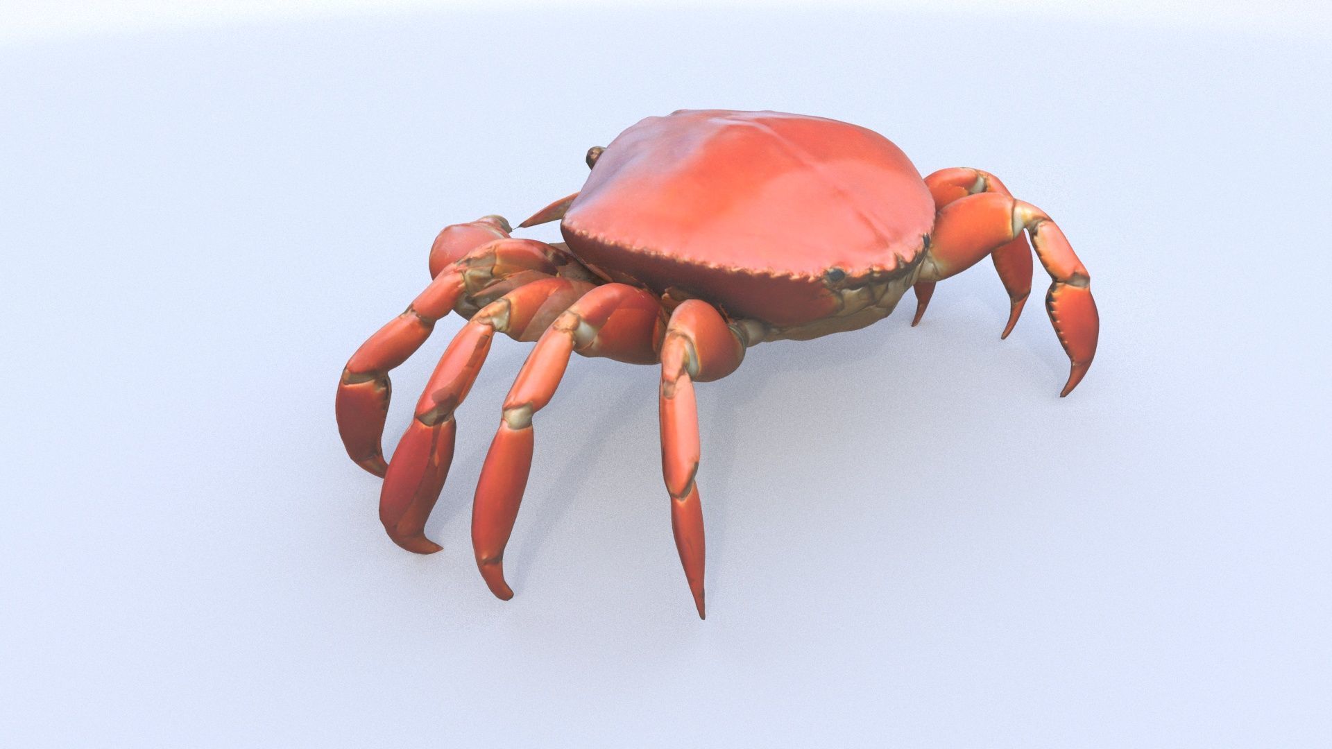 Crab 3D model_3