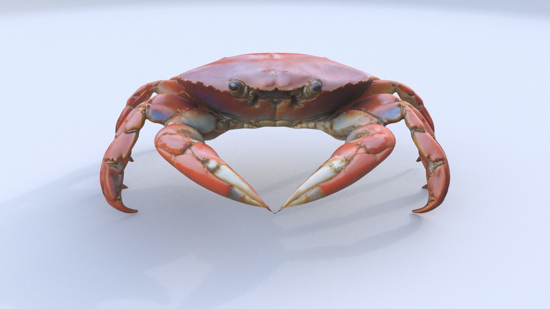 Crab 3D model_1