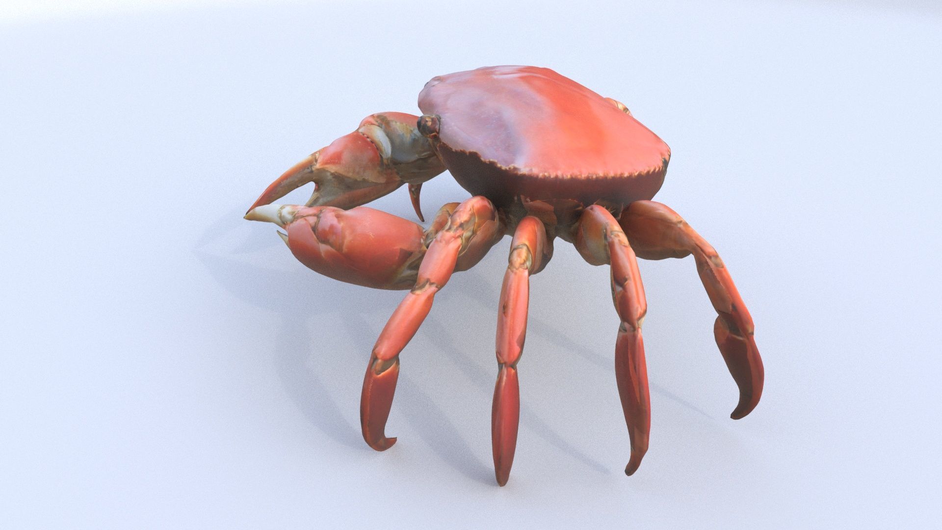 Crab 3D model_2