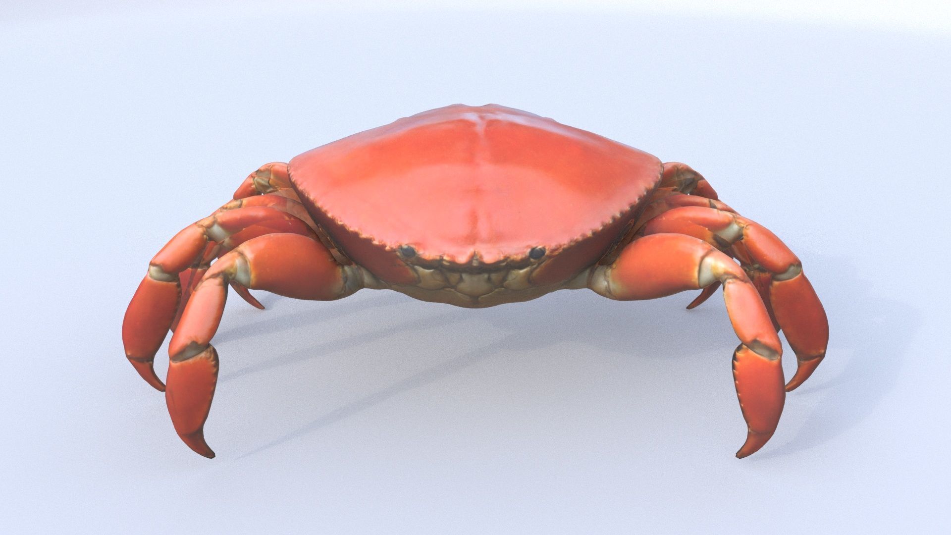 Crab 3D model_4