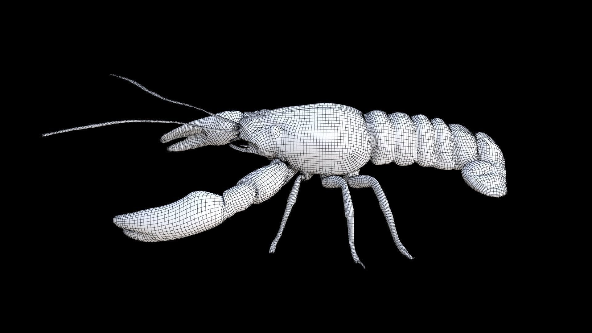 Crayfish 3D model_7