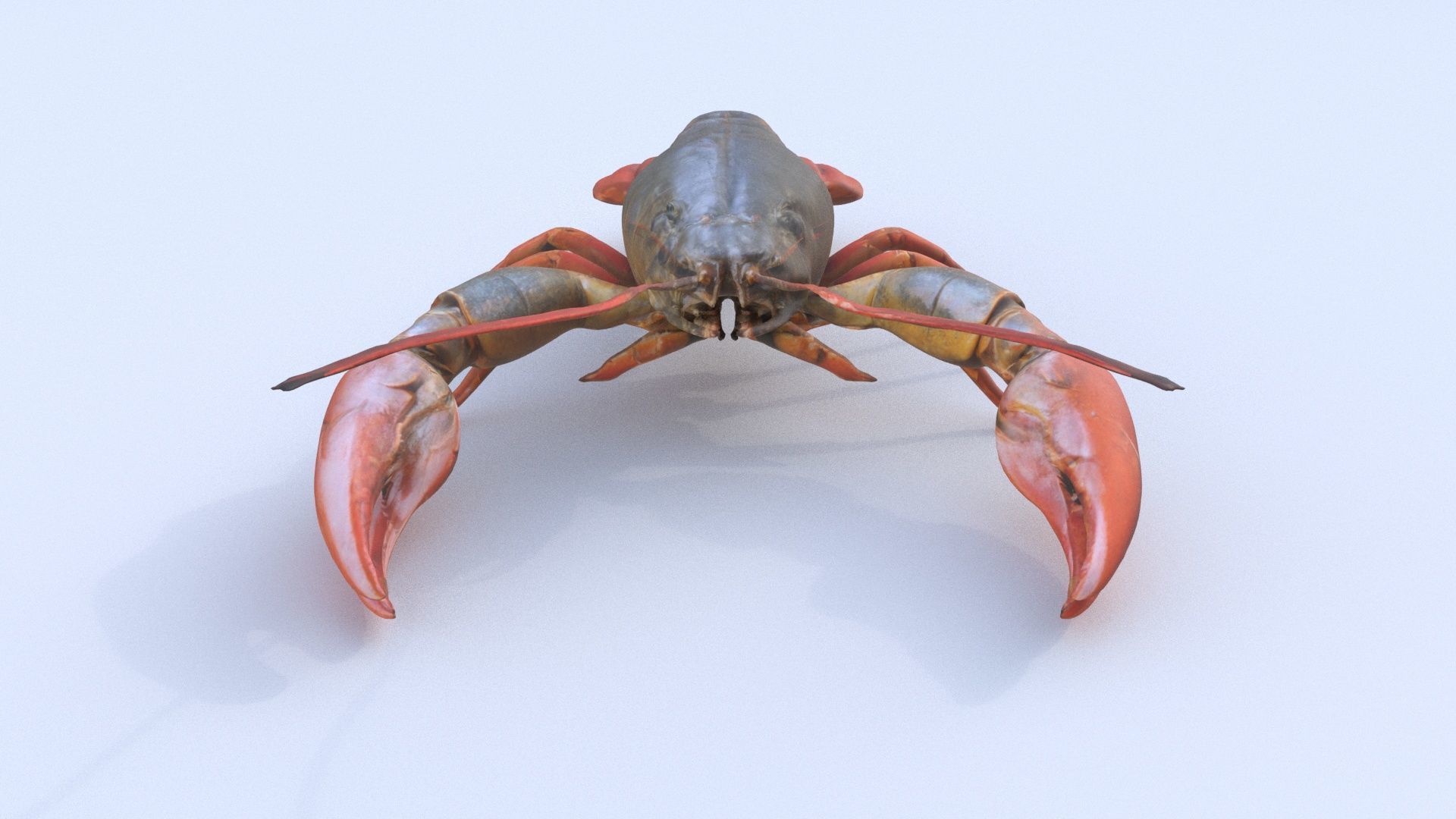 Crayfish 3D model_1