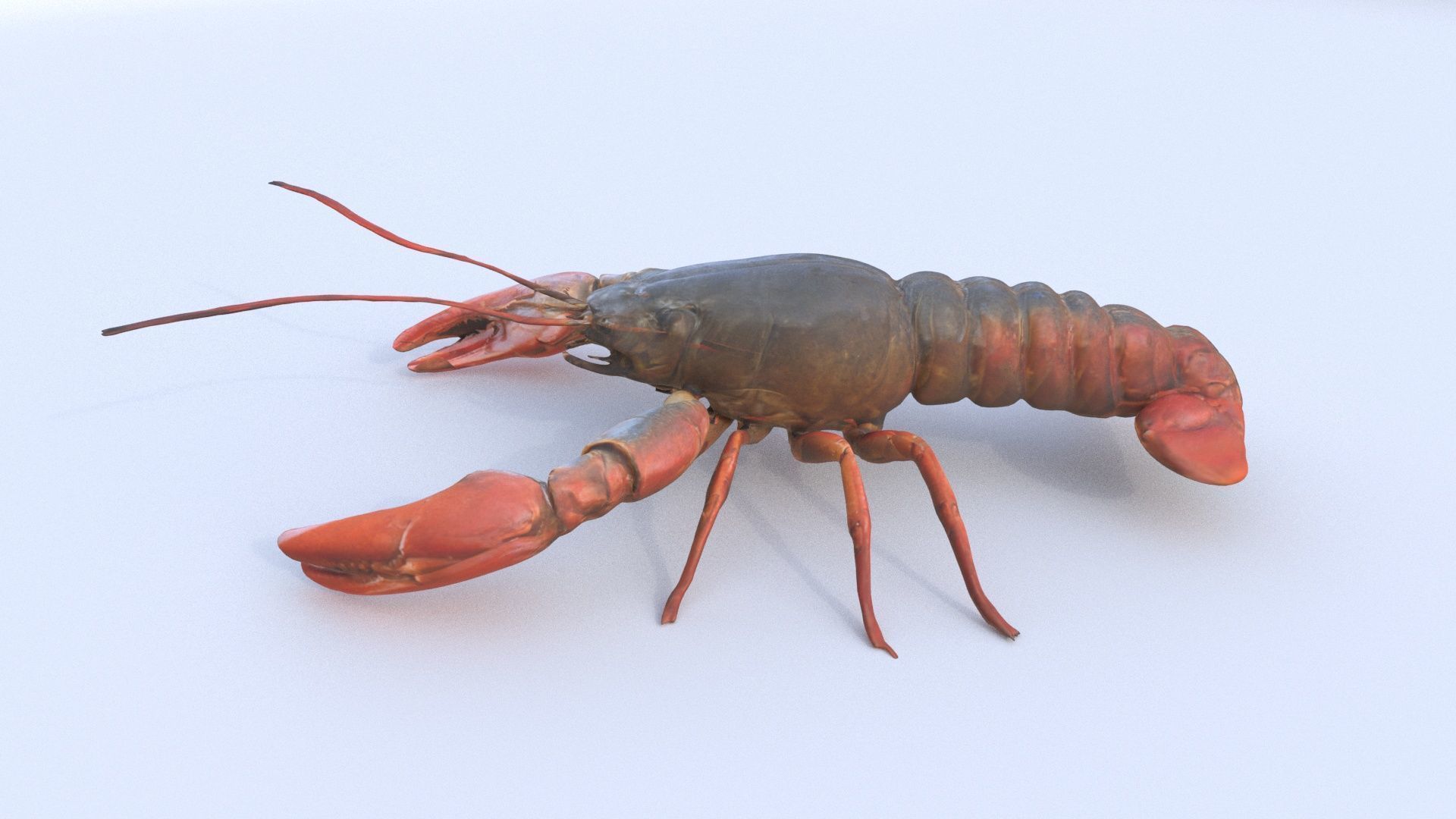Crayfish 3D model_2