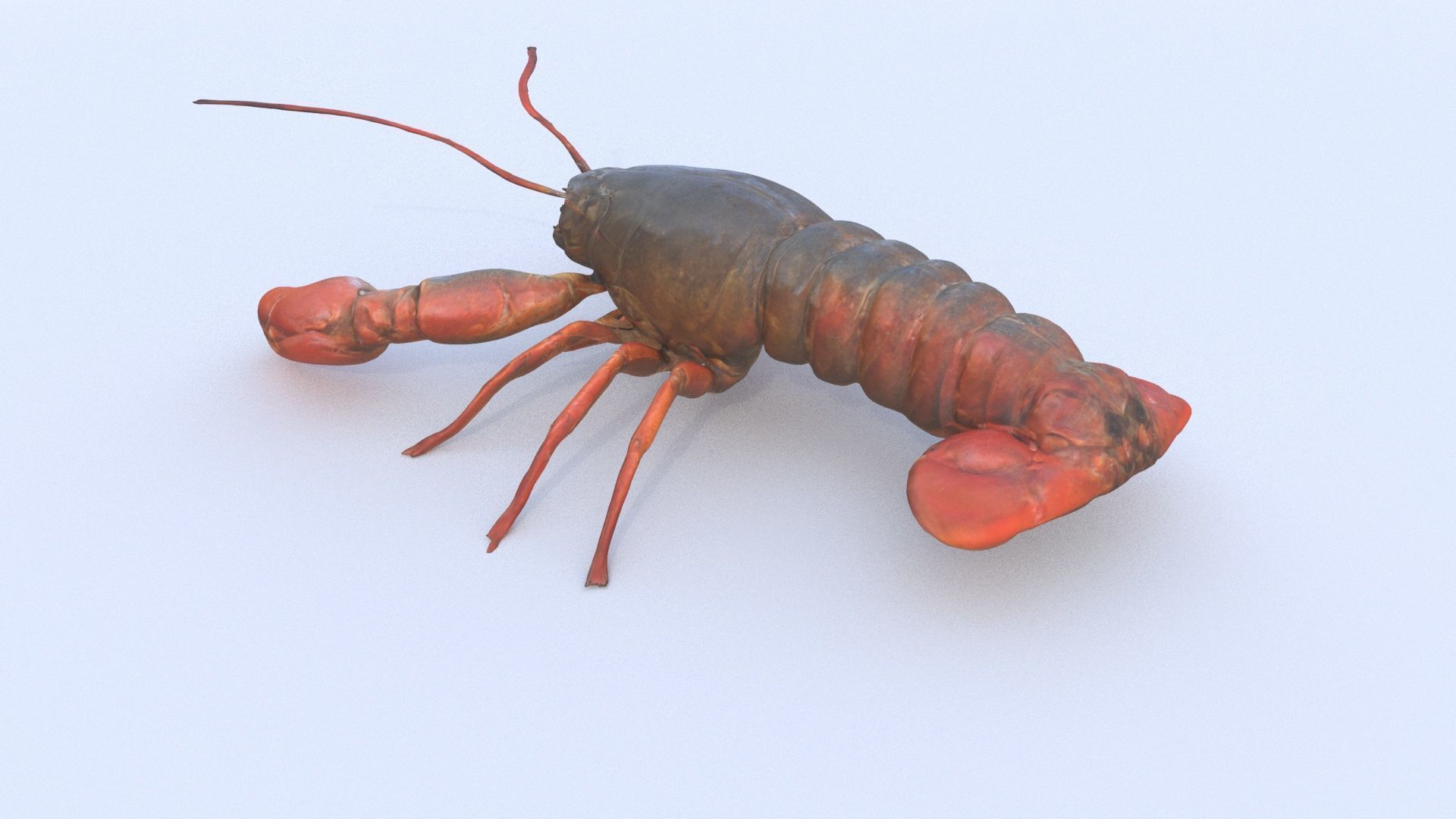 Crayfish 3D model_3