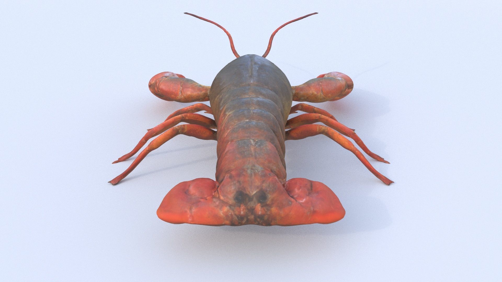Crayfish 3D model_4