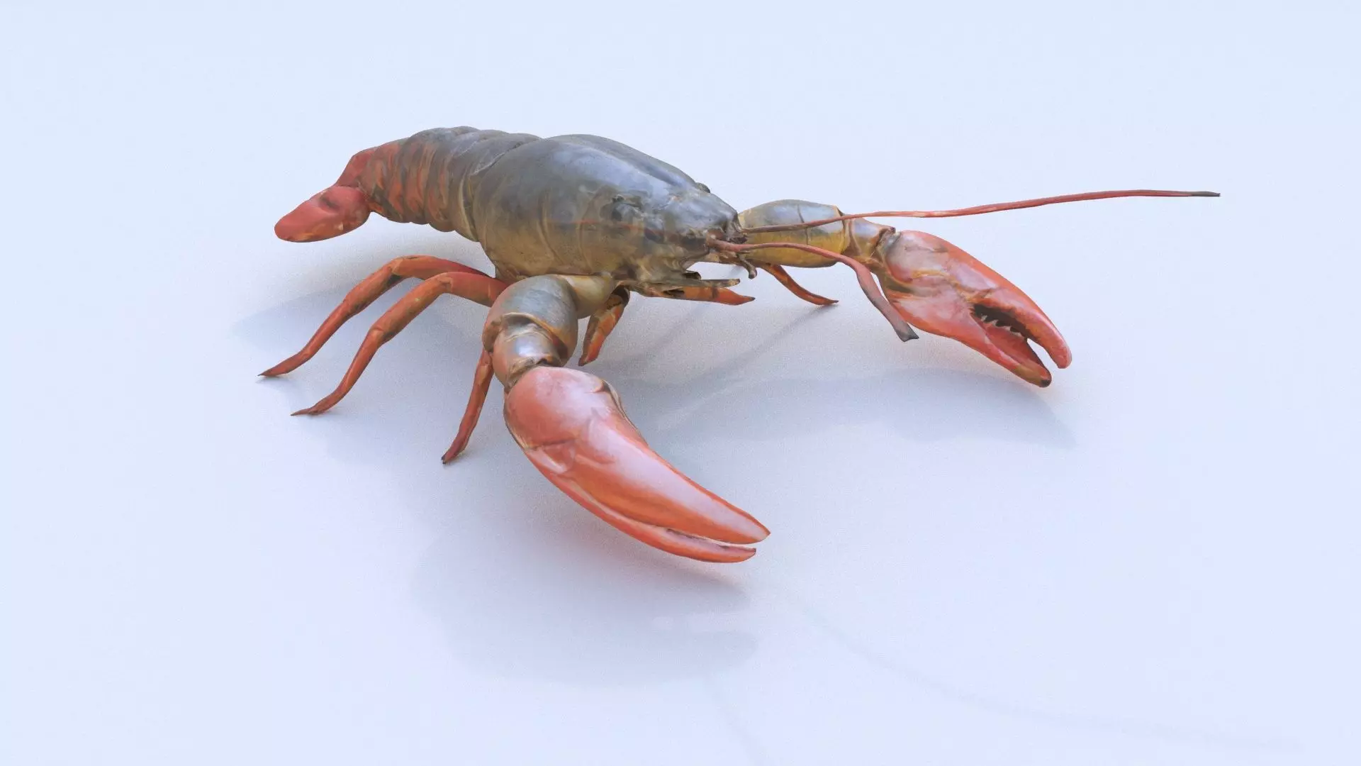 Crayfish 3D model_0