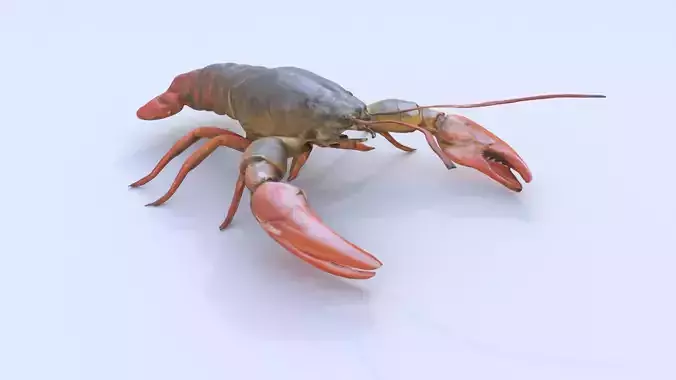Crayfish
