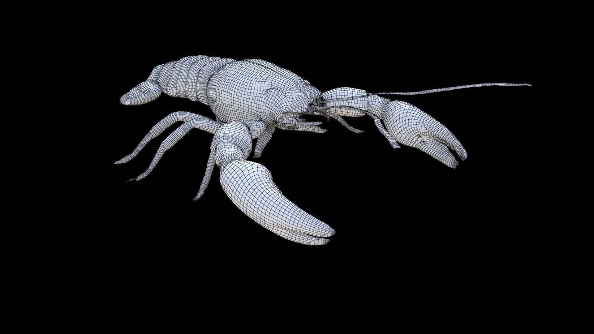 Crayfish 3D model_5