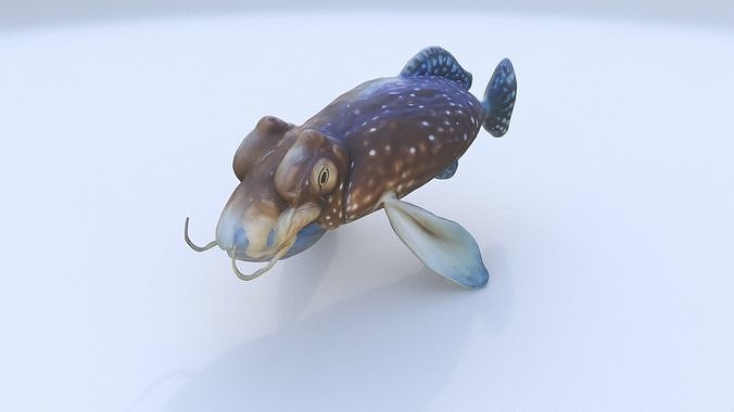 Cuttlefish 3D model