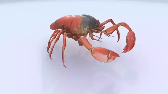 Lobster