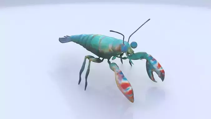 Mantis shrimp