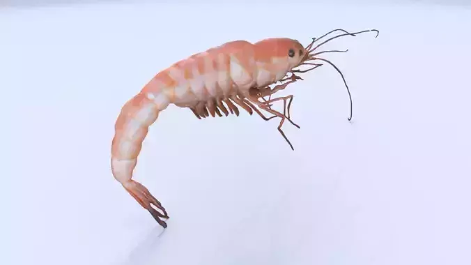 Shrimp