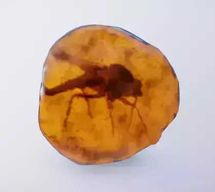 3D Amber Fossil with Preserved Mosquito Low-poly 3D model