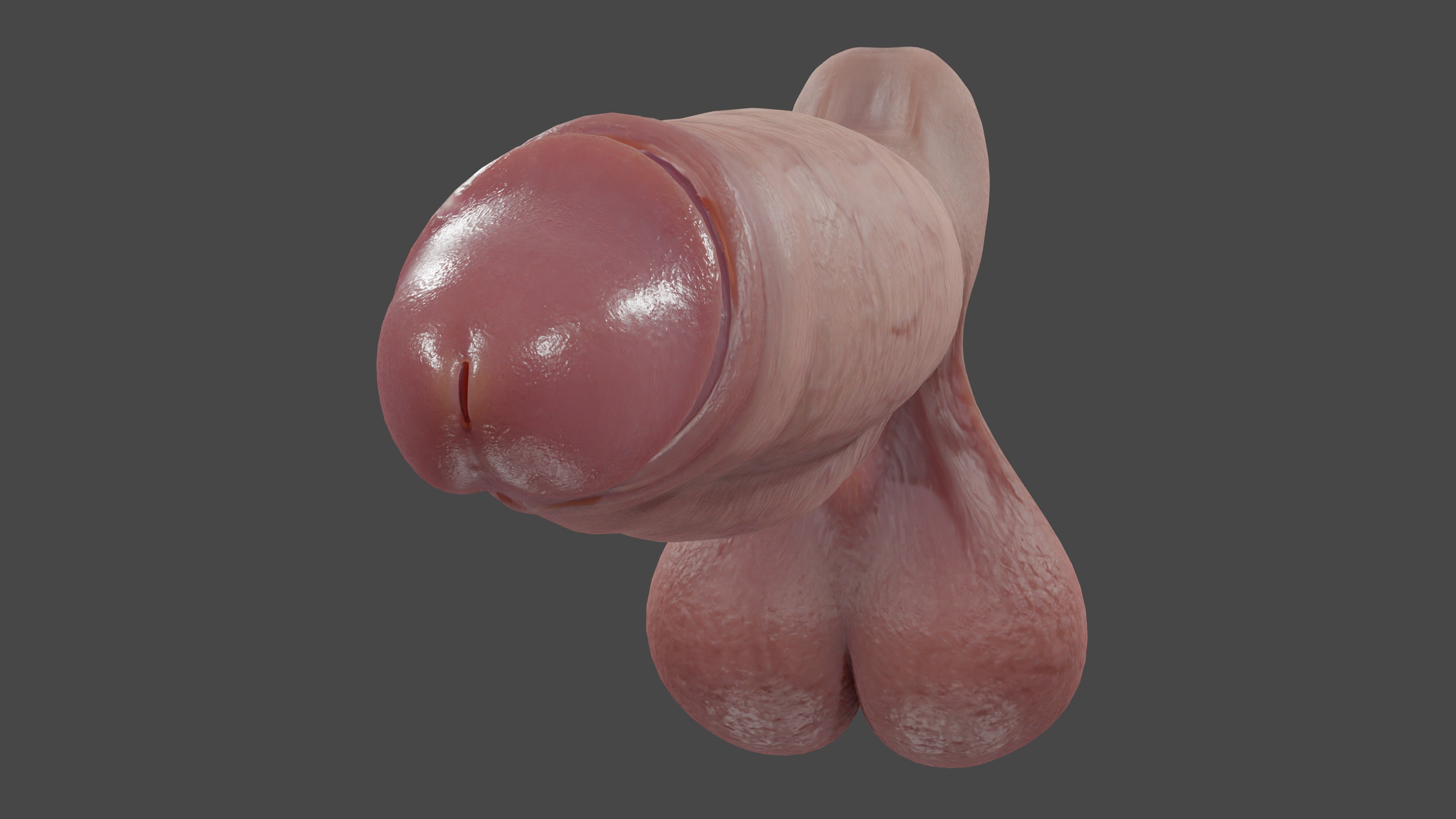 Male Anatomy Penis and Balls Rigged Low-poly 3D model_5