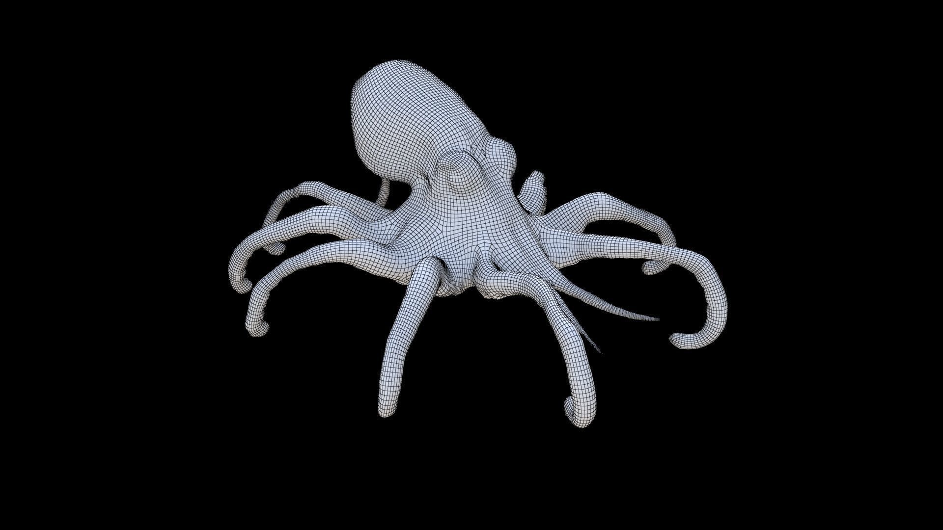 Squid 3D model_5