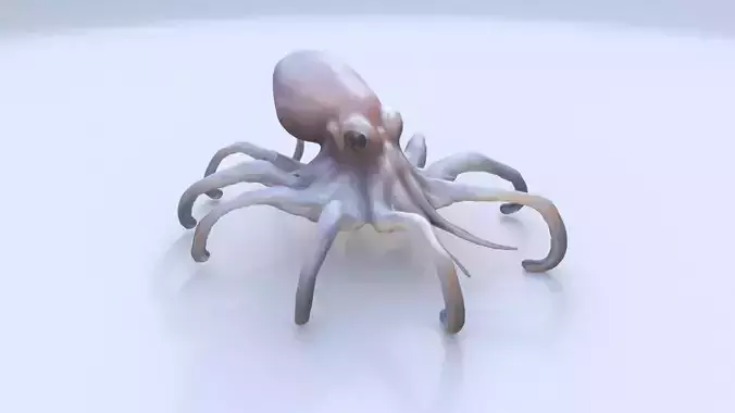 Squid