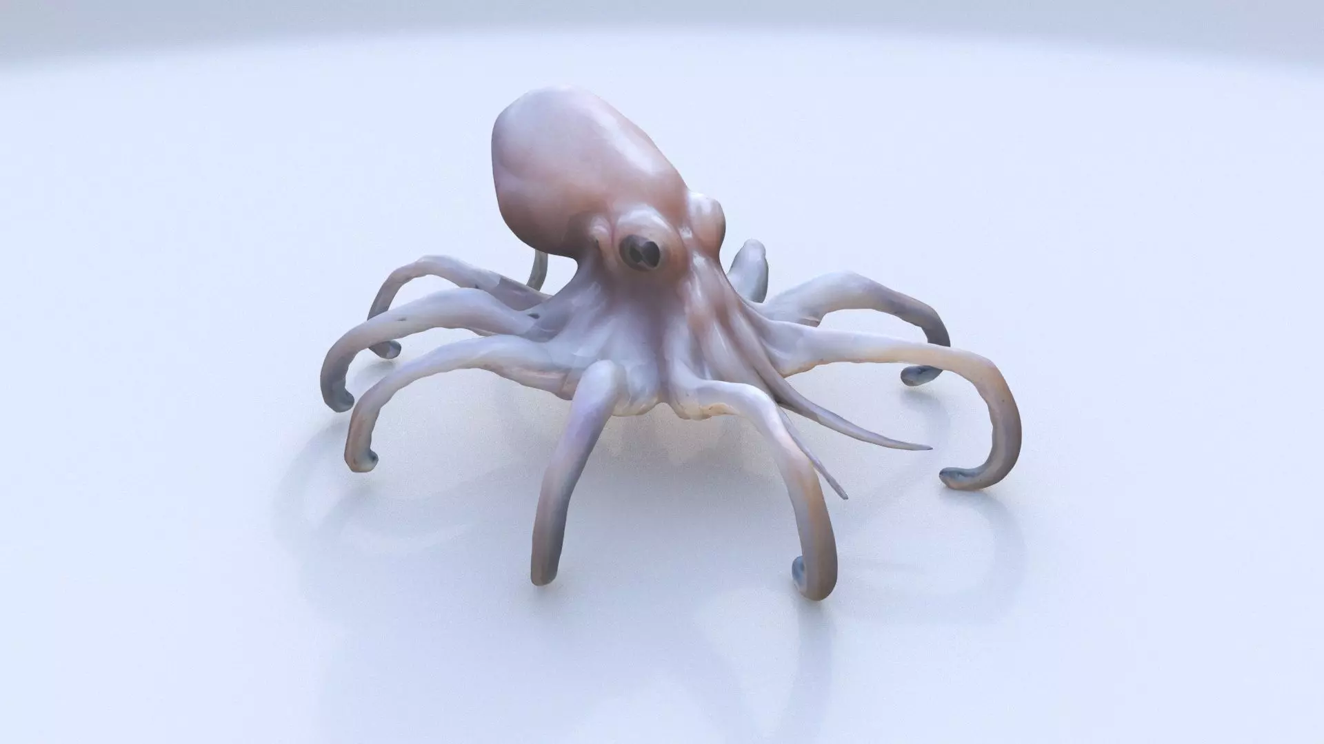 Squid 3D model_0