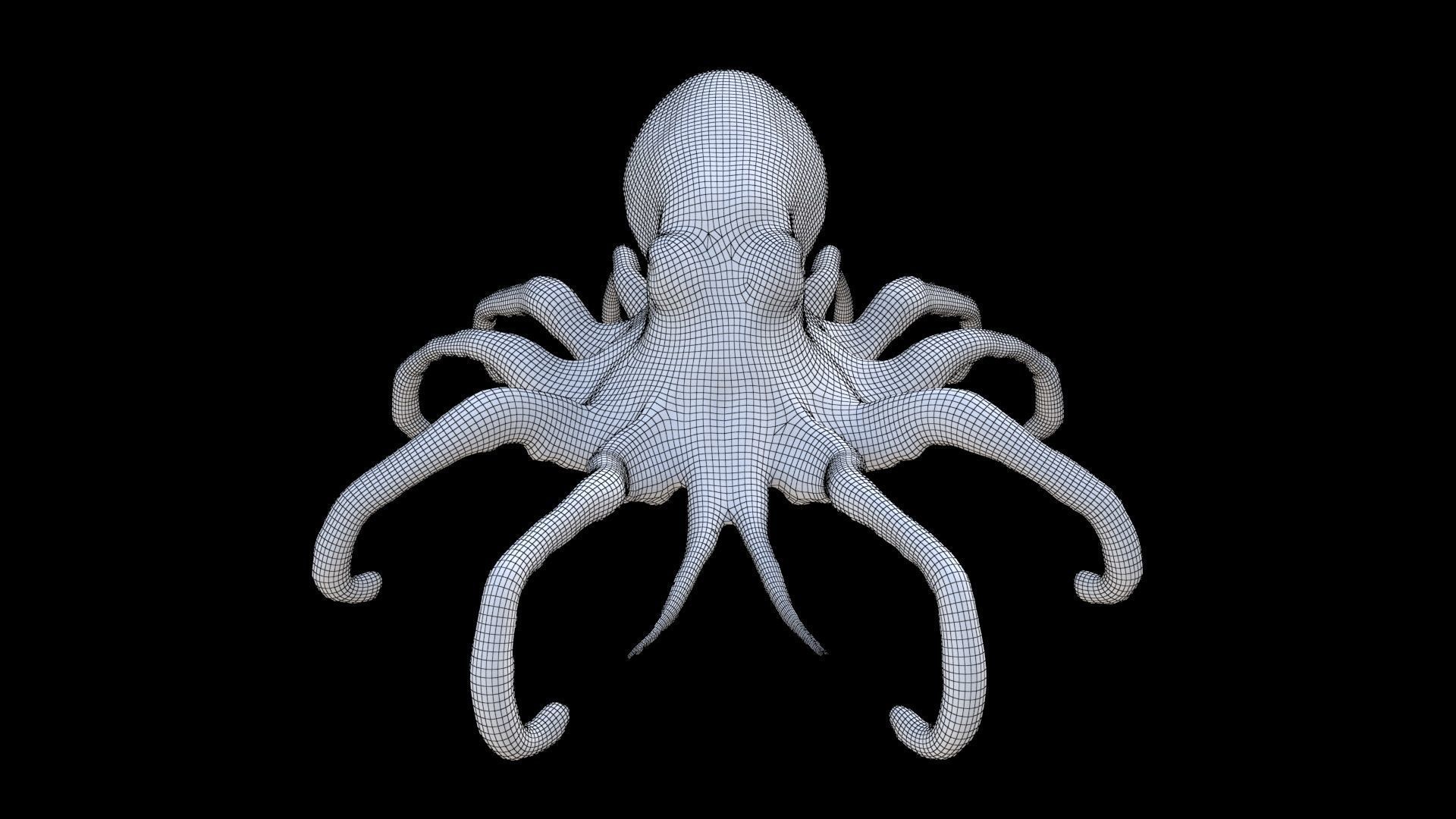 Squid 3D model_6
