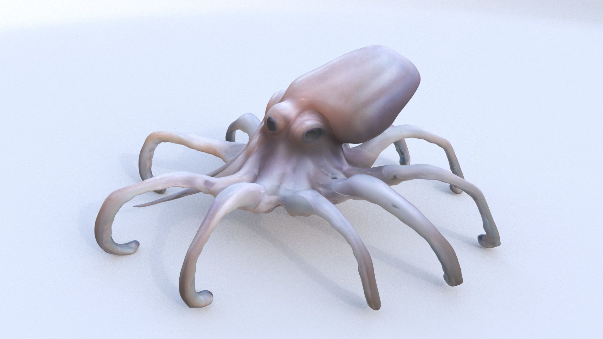 Squid 3D model_2