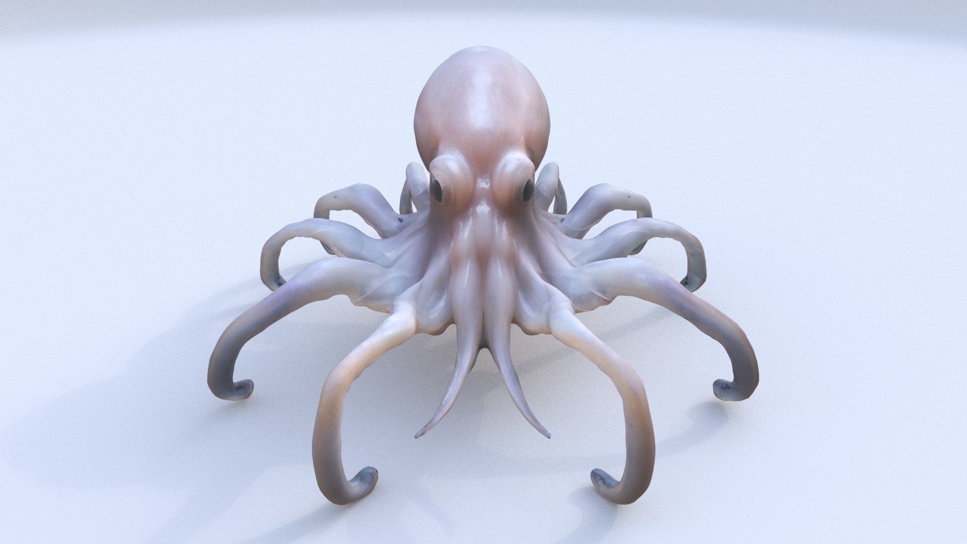 Squid 3D model_1