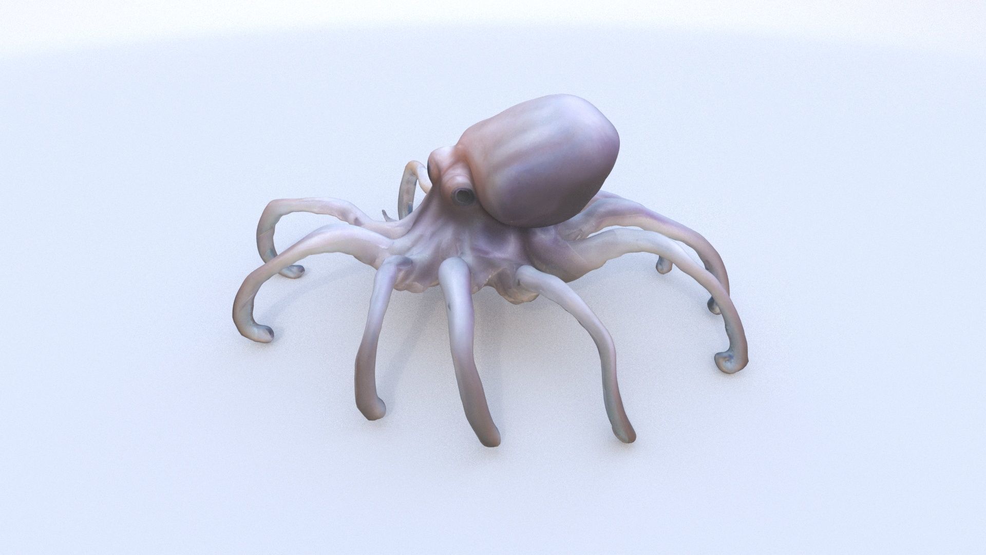 Squid 3D model_3