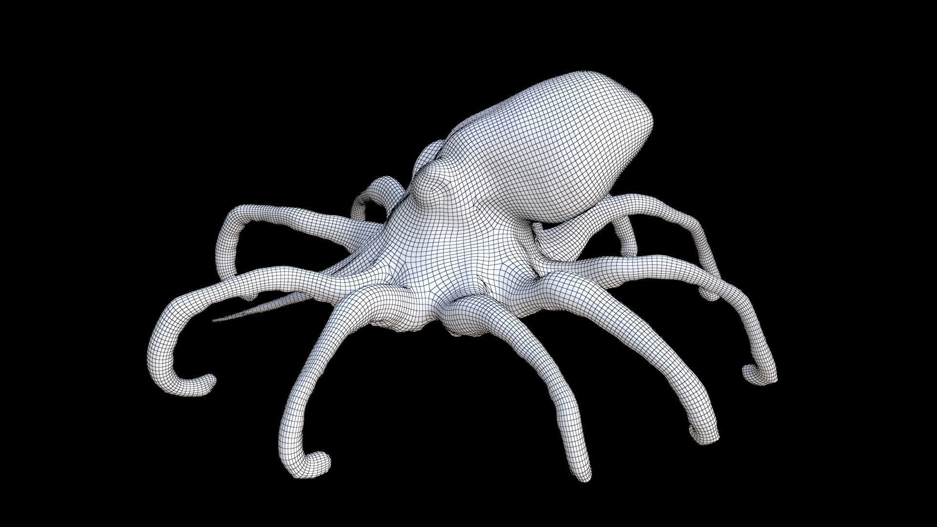 Squid 3D model_7