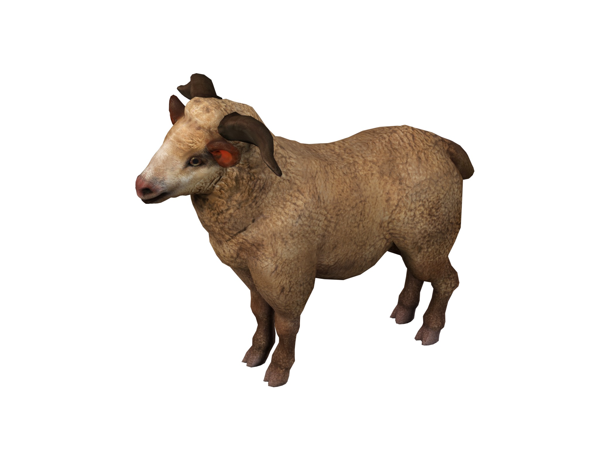 fluffy ram sheep rig  high-poly textured 3D model_15
