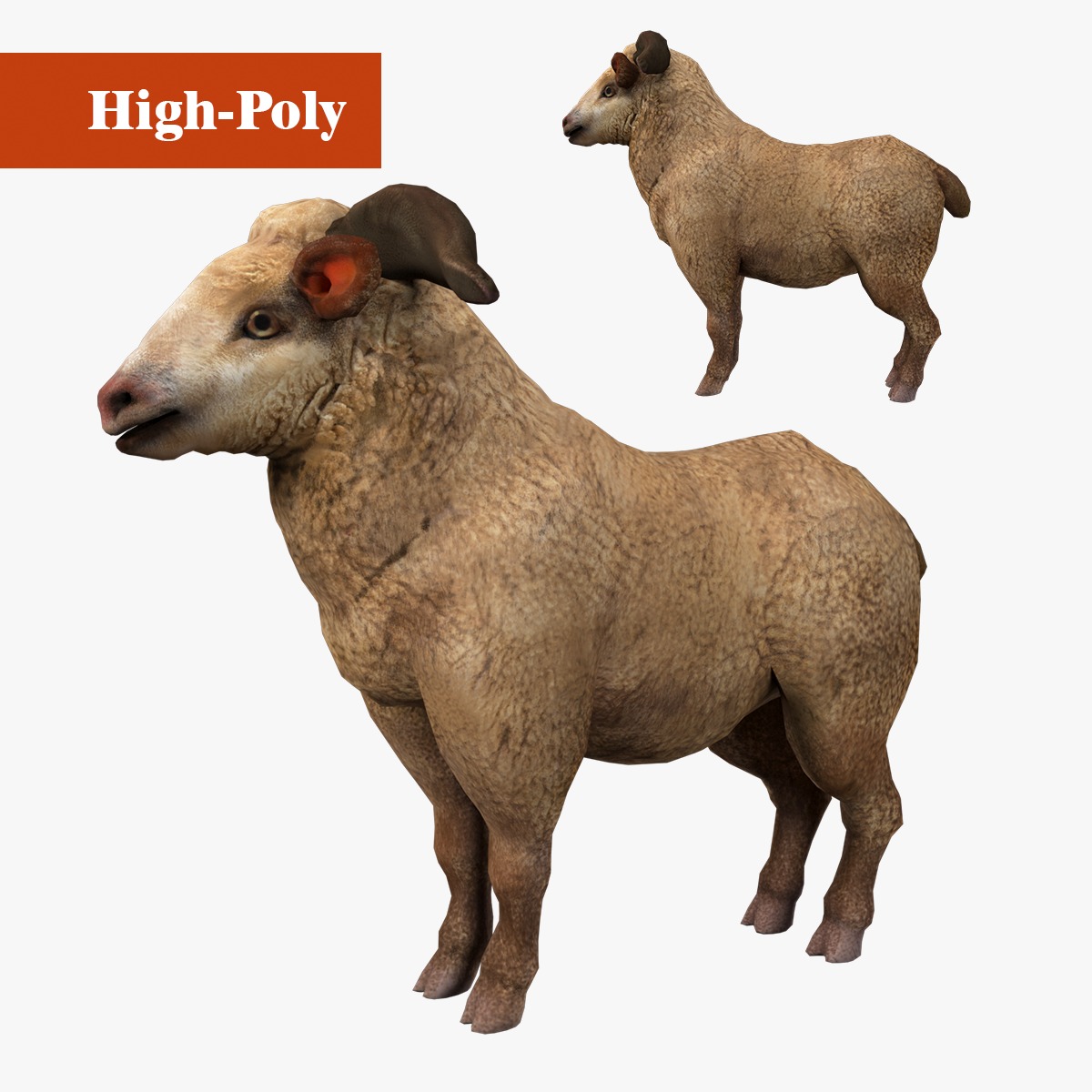 fluffy ram sheep rig  high-poly textured 3D model_1