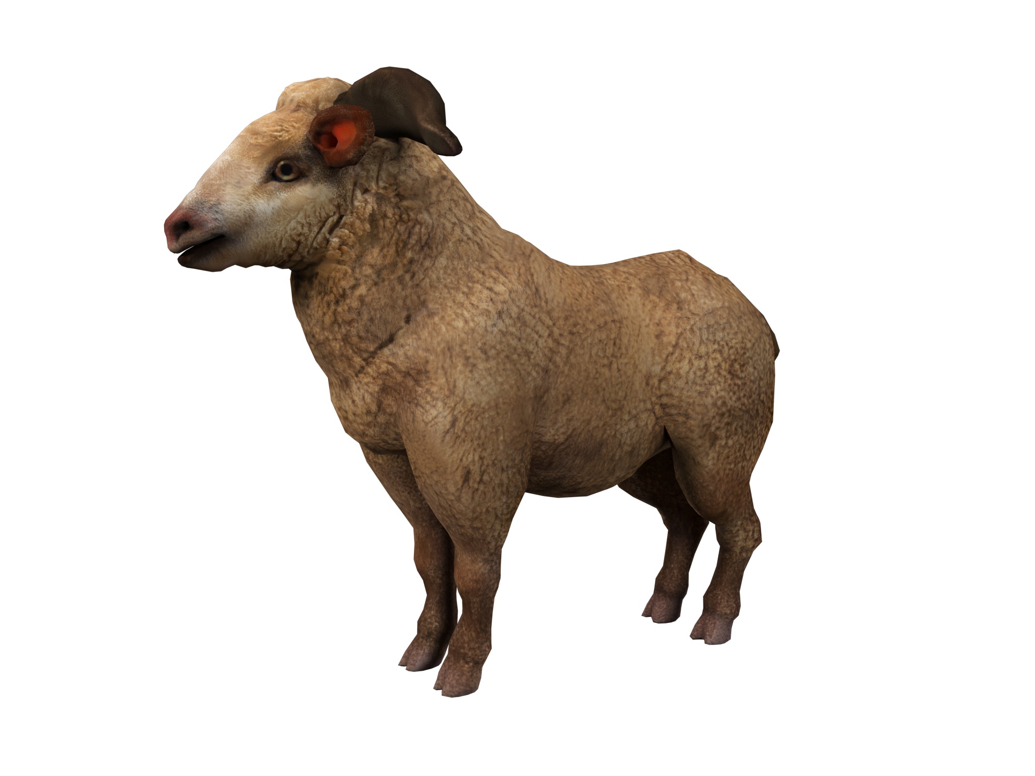 fluffy ram sheep rig  high-poly textured 3D model_12