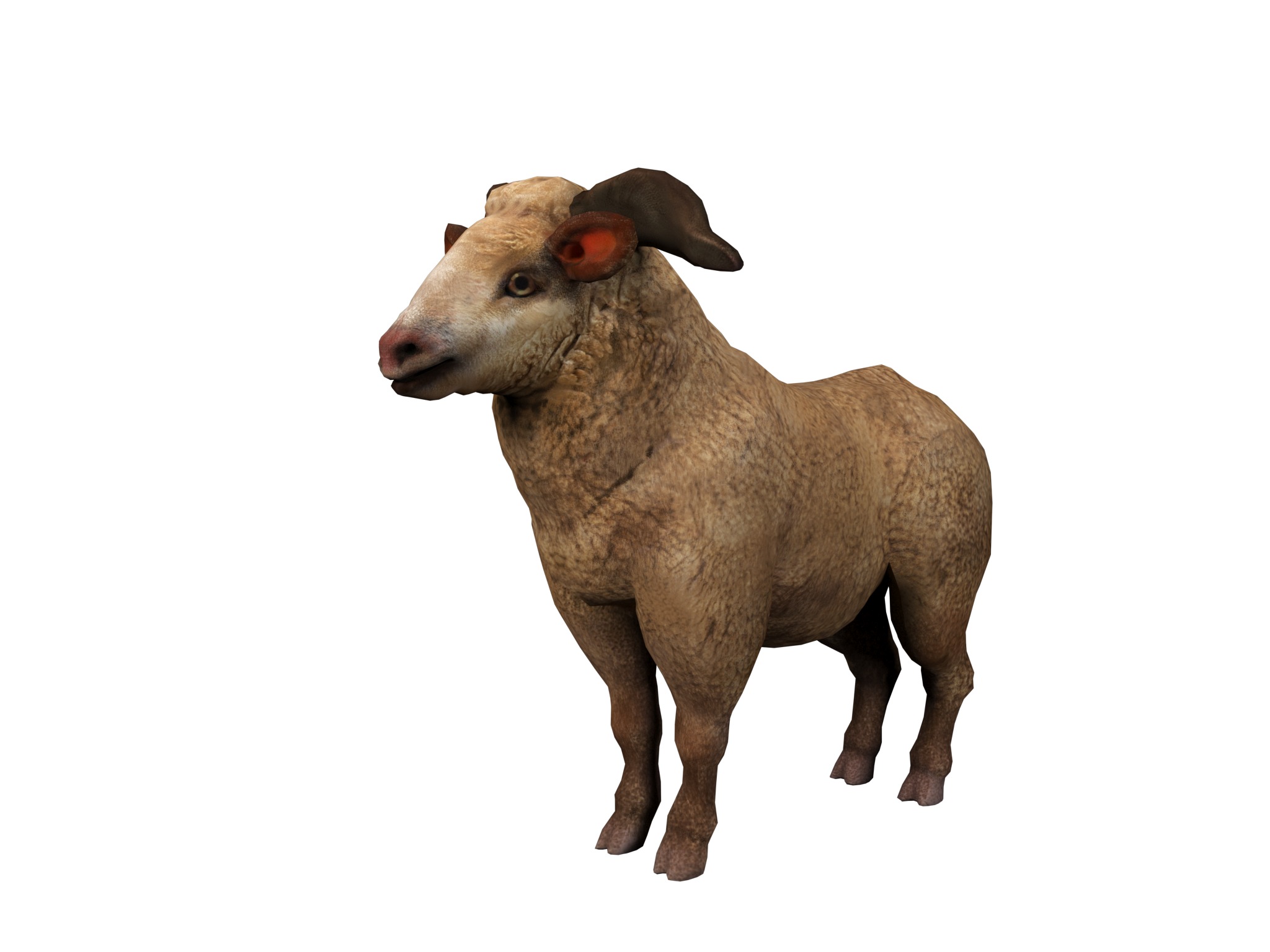 fluffy ram sheep rig  high-poly textured 3D model_2