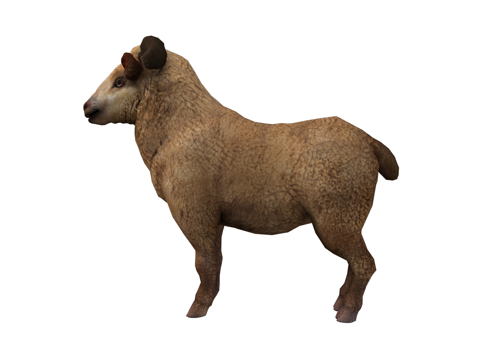 fluffy ram sheep rig  high-poly textured 3D model_13