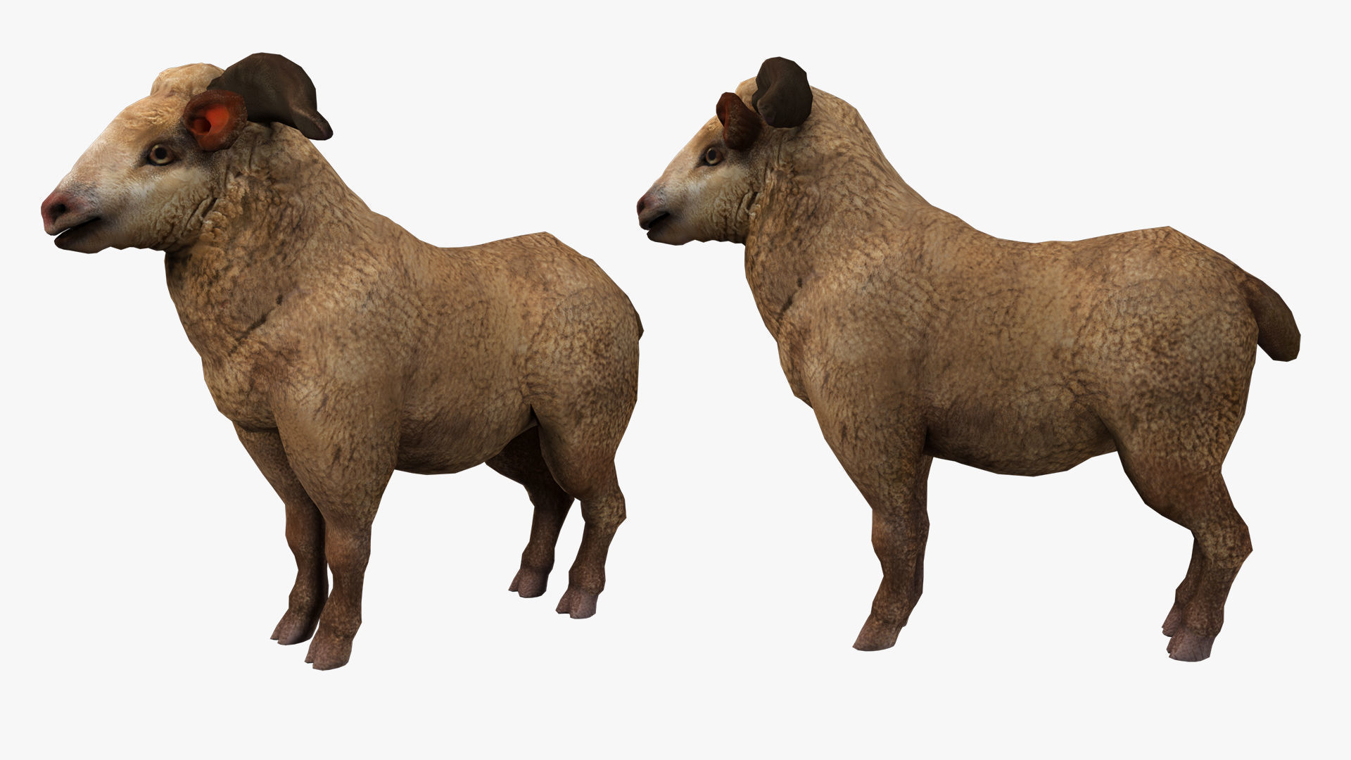 fluffy ram sheep rig  high-poly textured 3D model_5
