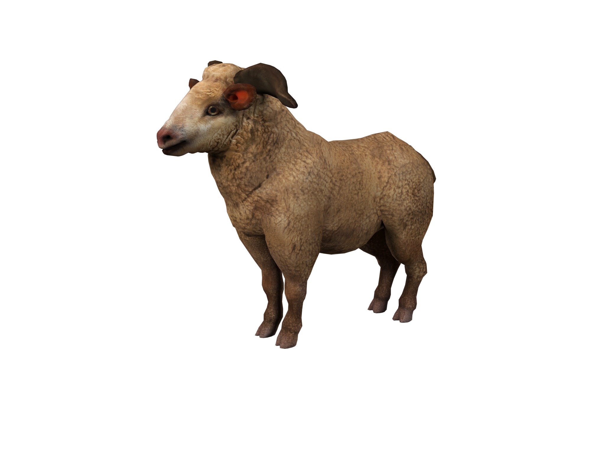fluffy ram sheep rig  high-poly textured 3D model_16