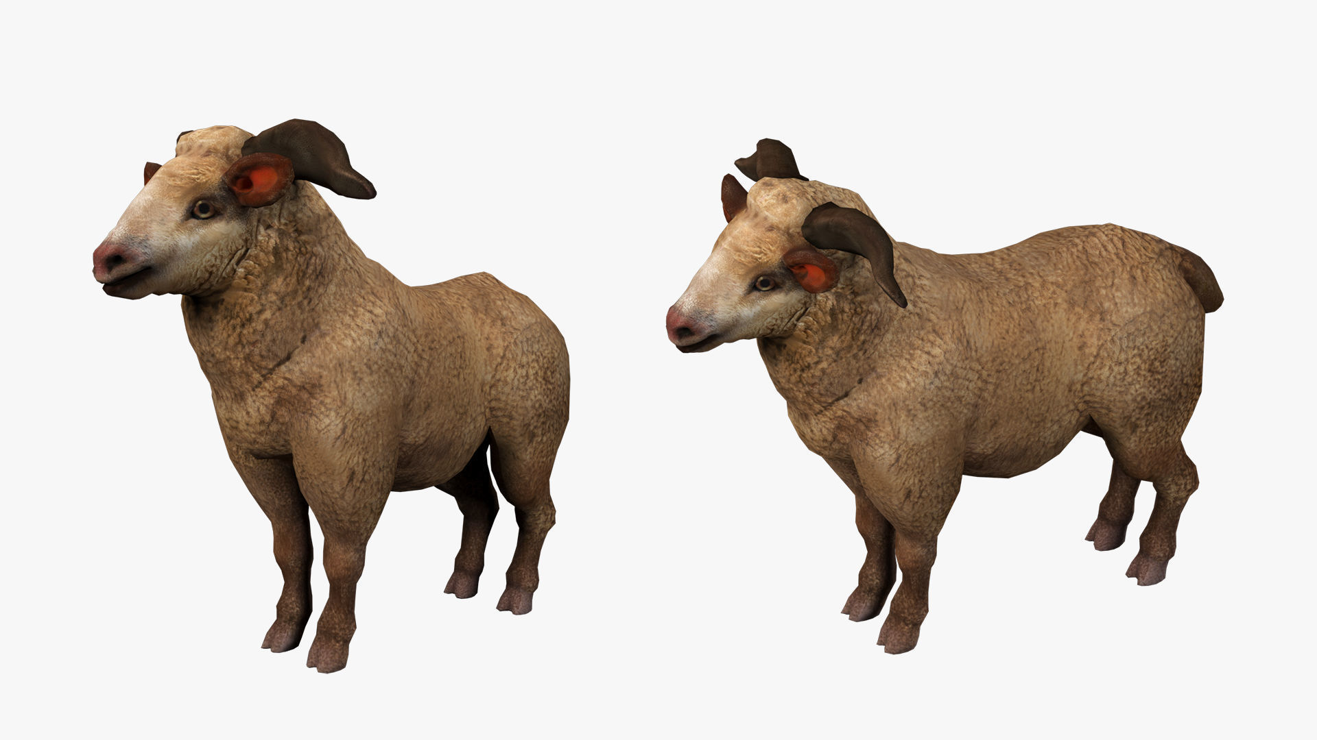 fluffy ram sheep rig  high-poly textured 3D model_10