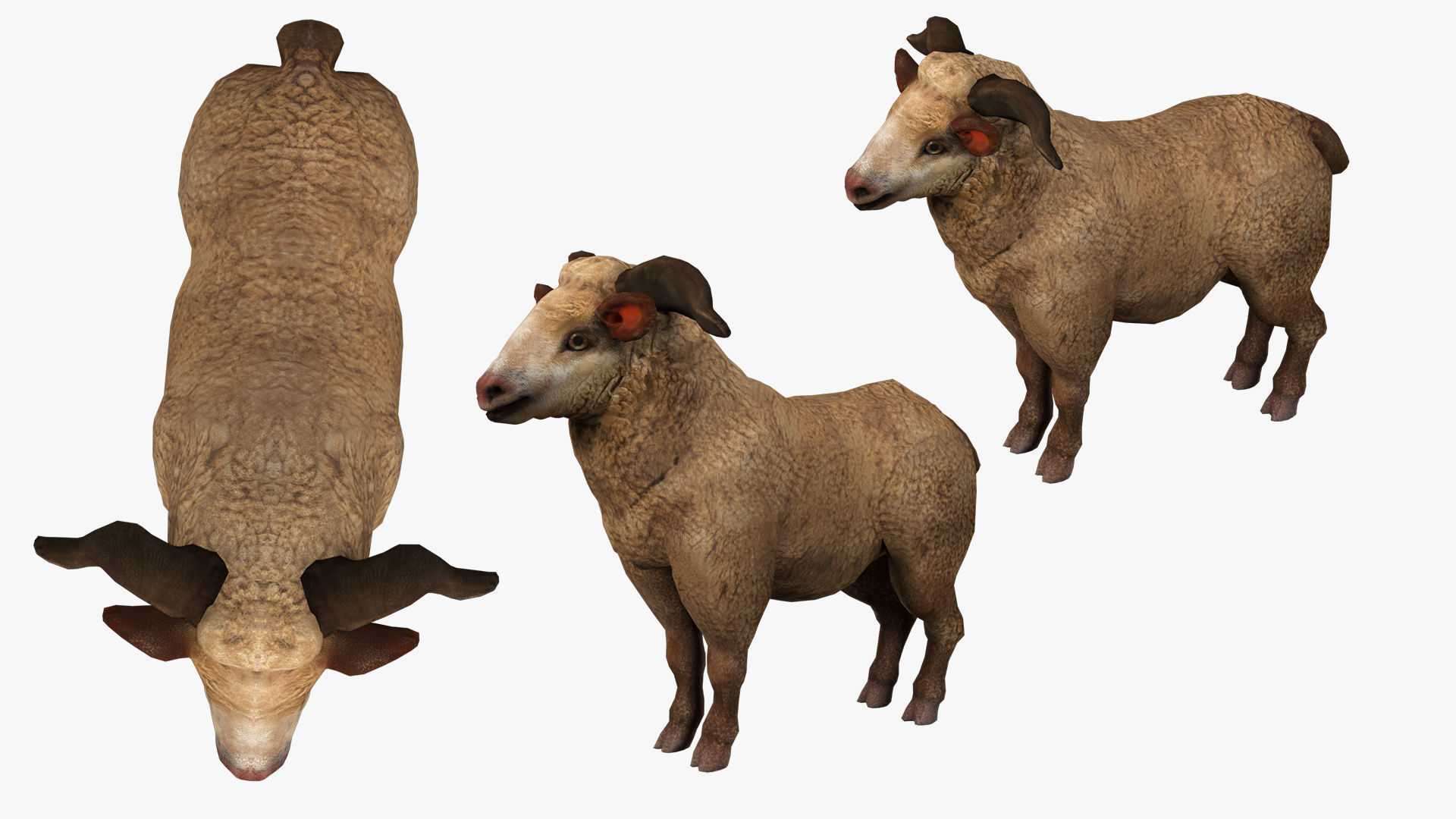 fluffy ram sheep rig  high-poly textured 3D model_11