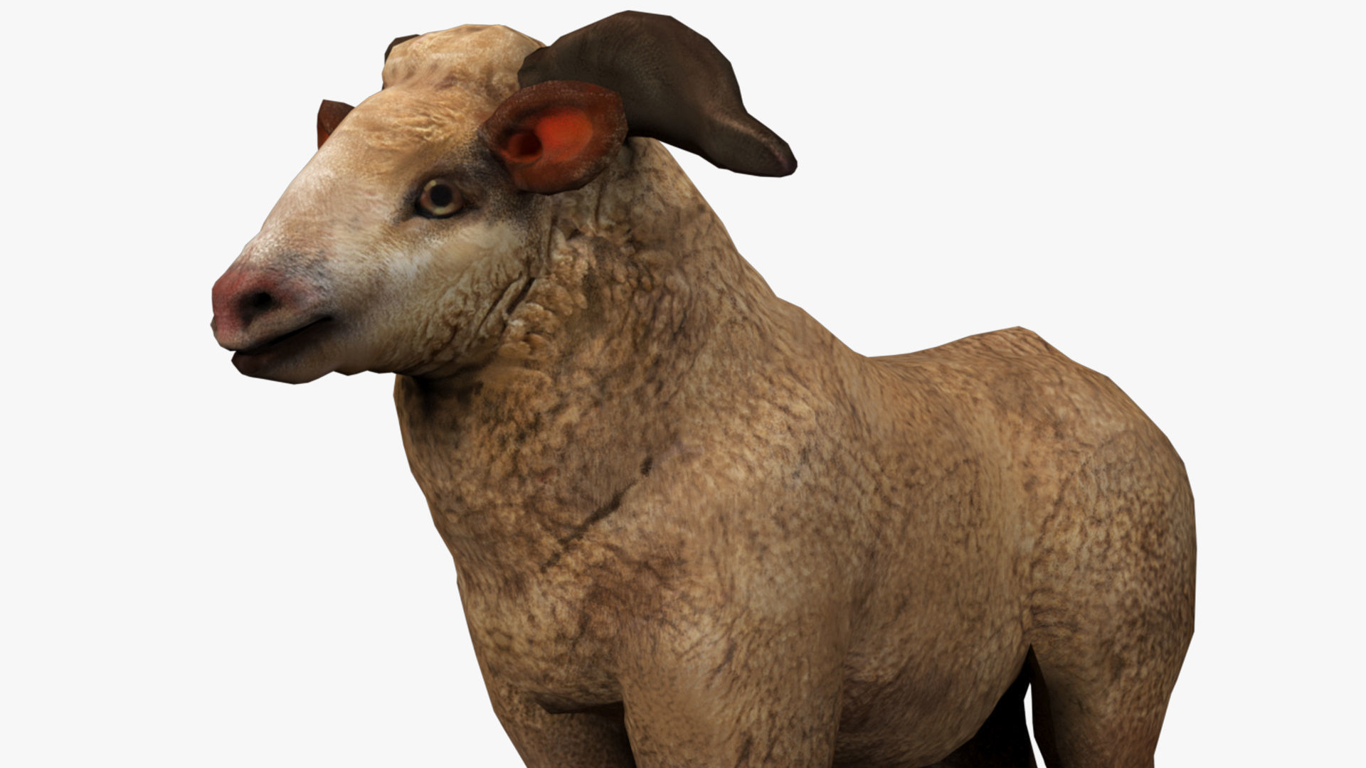 fluffy ram sheep rig  high-poly textured 3D model_3