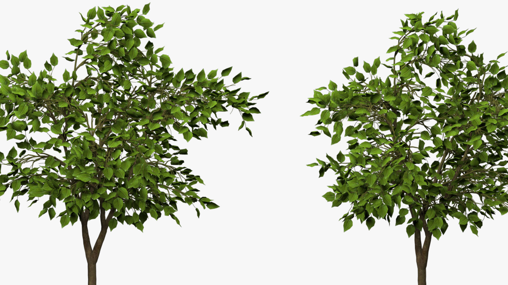 tree   high-poly textured  3D model_5