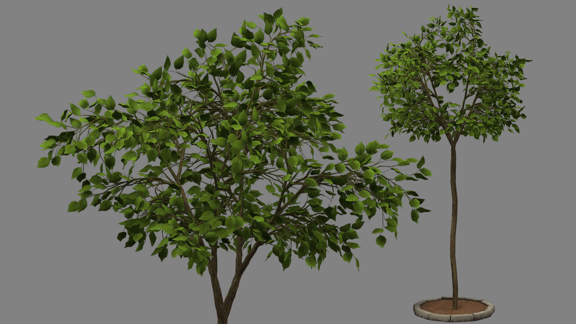 tree   high-poly textured  3D model_4