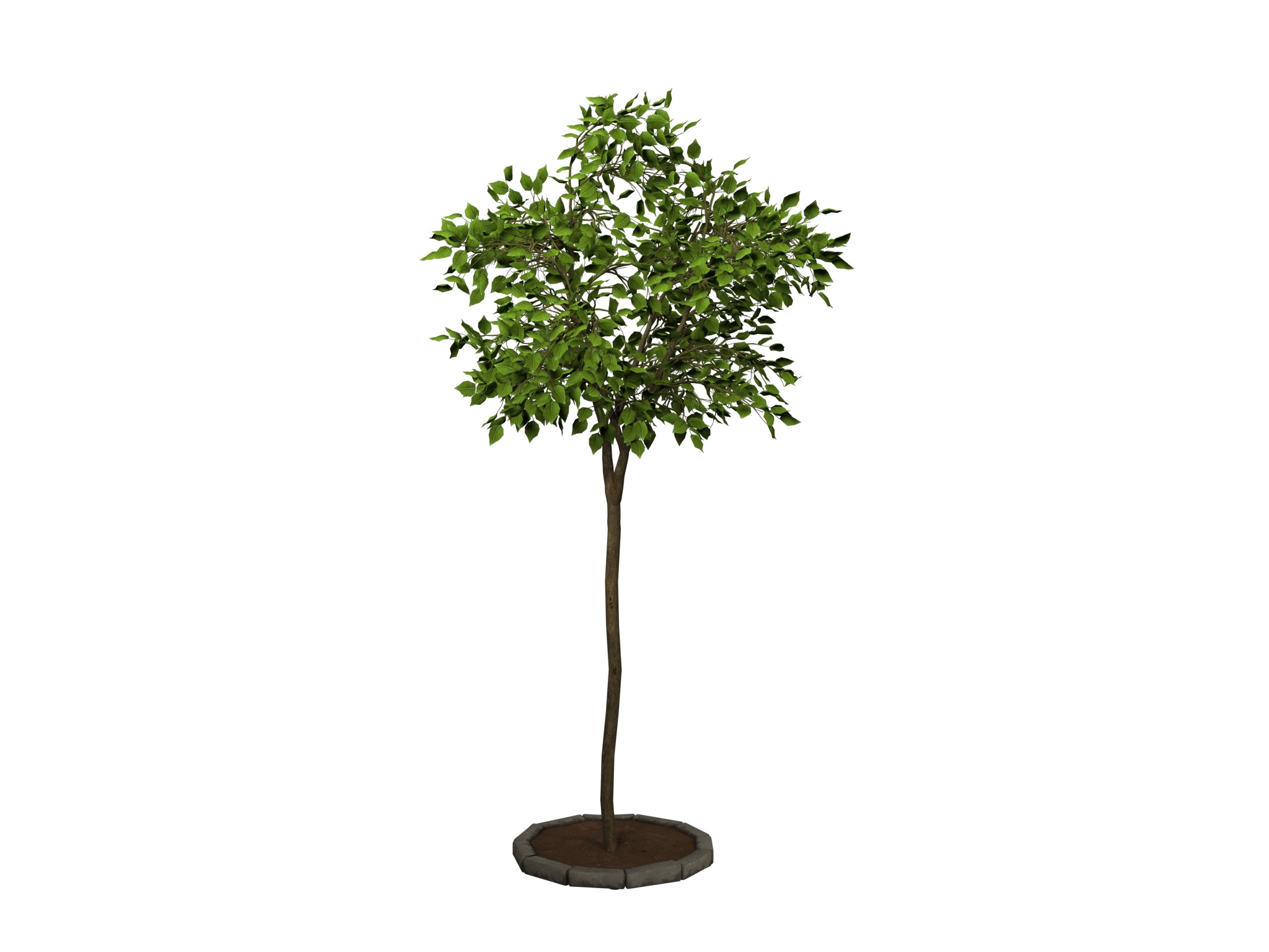 tree   high-poly textured  3D model_3