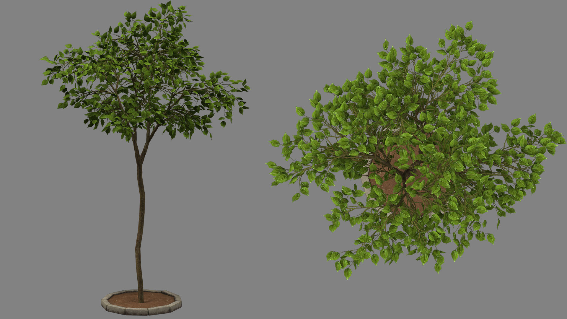 tree   high-poly textured  3D model_8