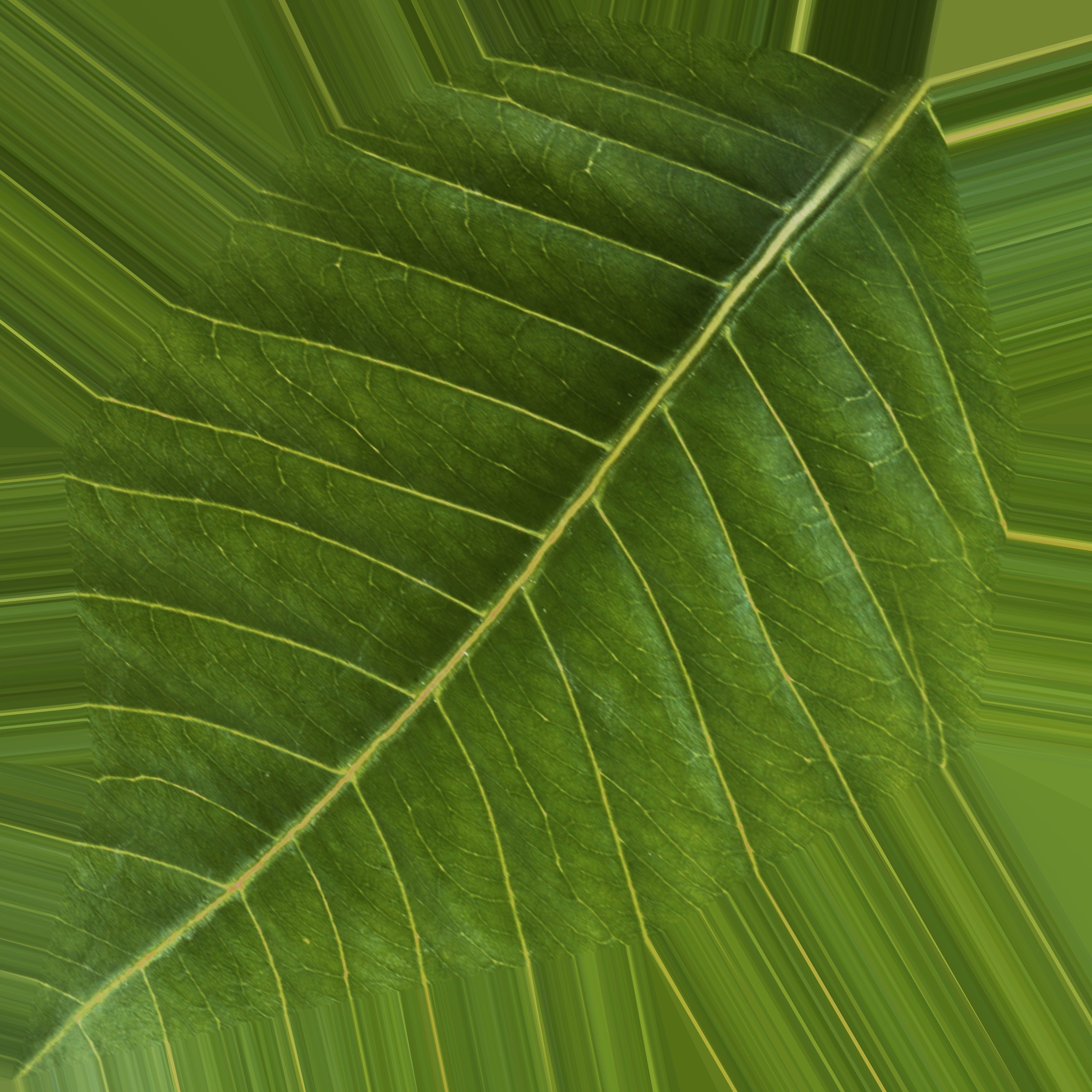 tree   high-poly textured  3D model_18