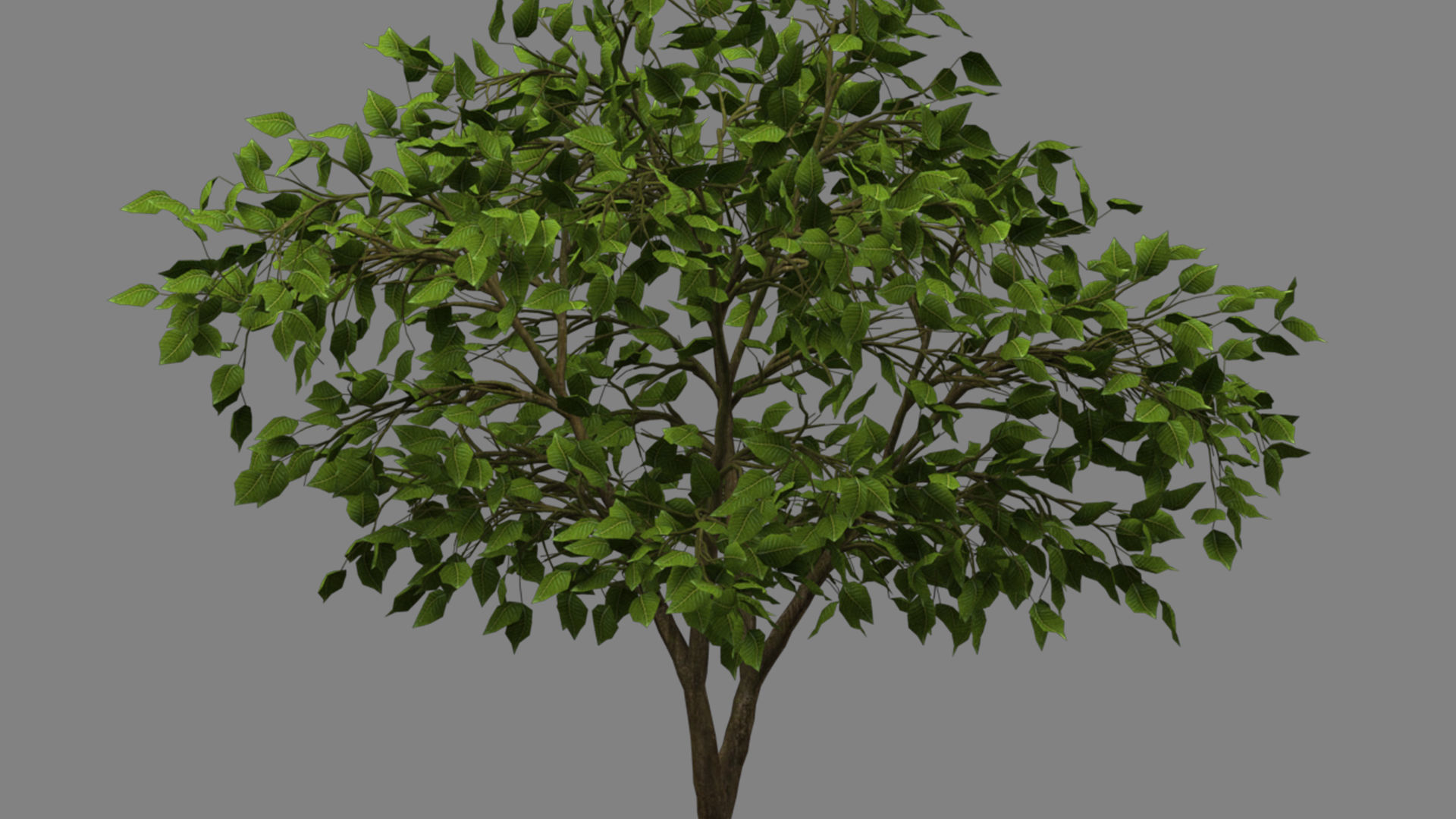 tree   high-poly textured  3D model_16