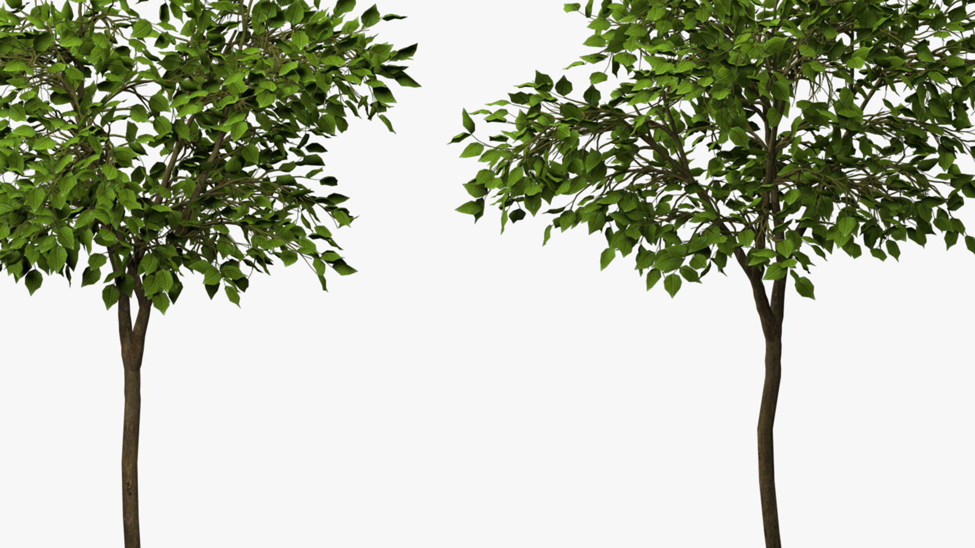 tree   high-poly textured  3D model_6