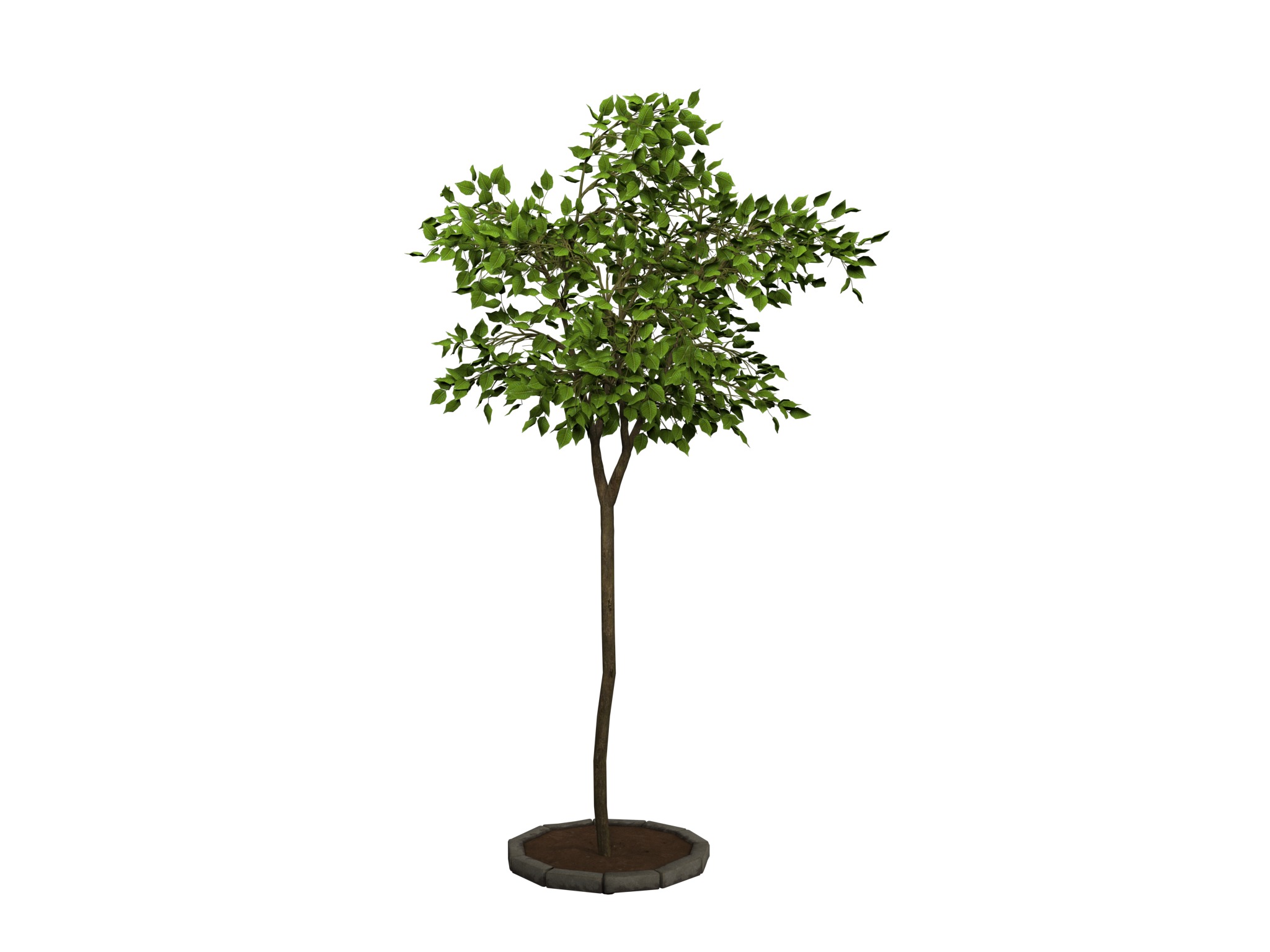 tree   high-poly textured  3D model_9