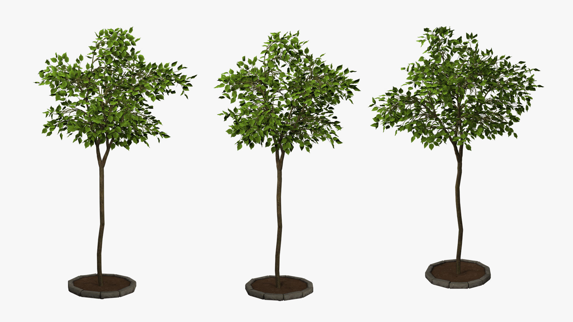 tree   high-poly textured  3D model_7