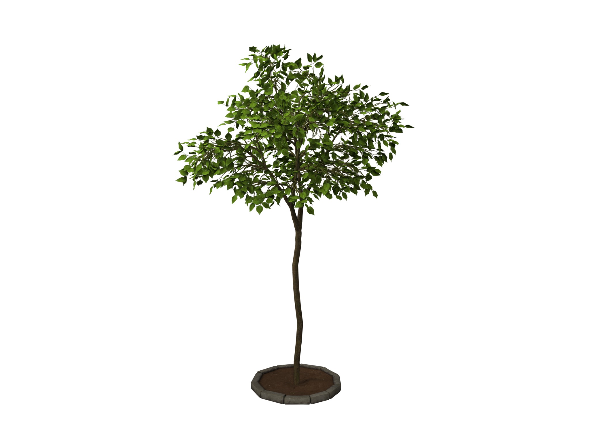 tree   high-poly textured  3D model_11